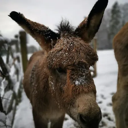 Castle Froidcour Daire *